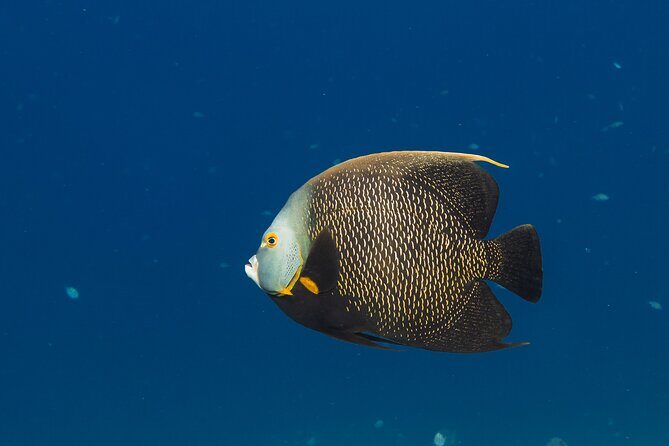 Private Half day REVOLVE Boat & Snorkeling tour in Bonaire - FAQ