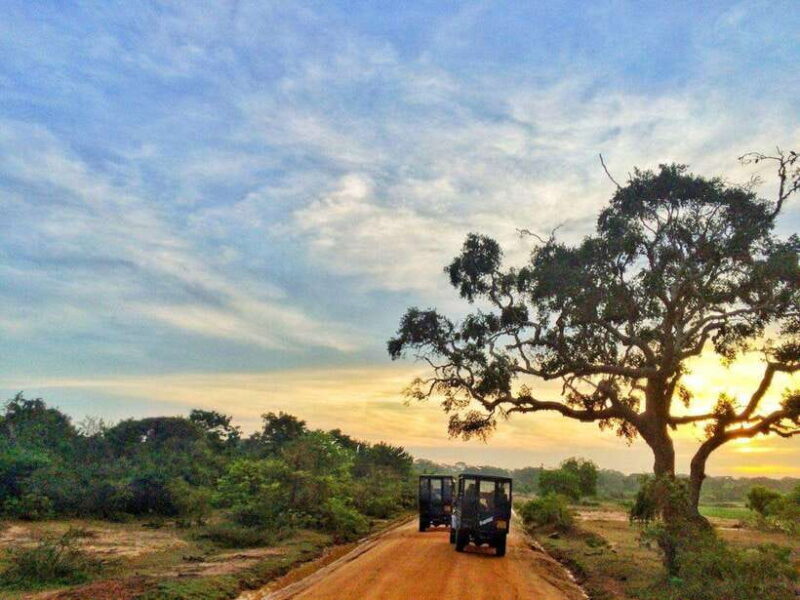 Private Half-Day Safari at Yala National Park - Key Points