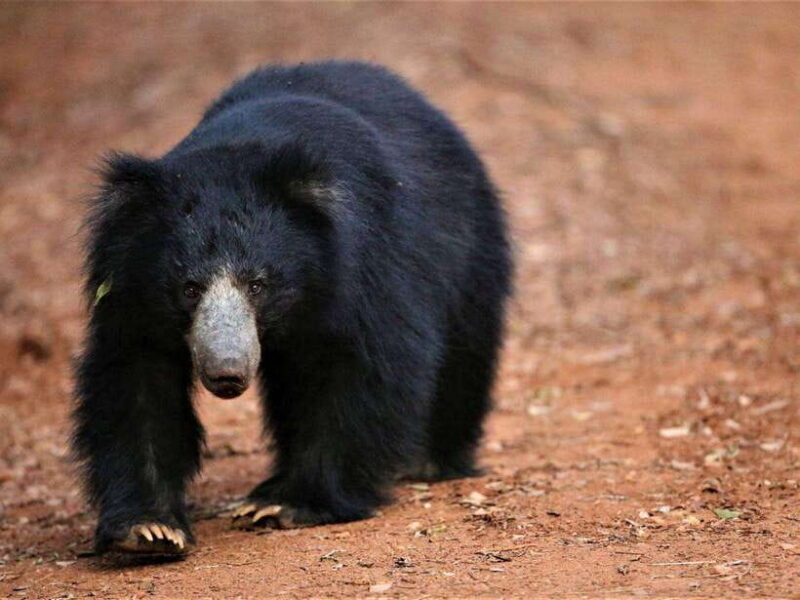 Private Half-Day Safari at Yala National Park - FAQs