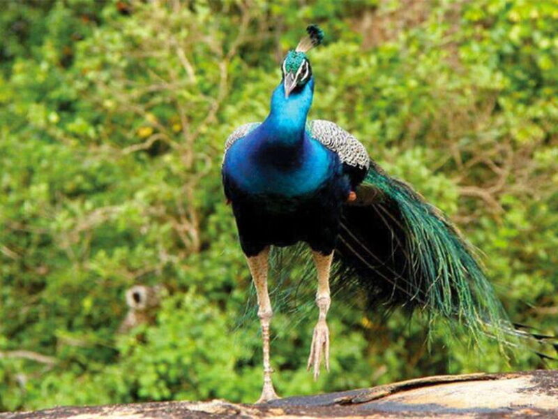 Private Half-Day Safari at Yala National Park - Final Thoughts