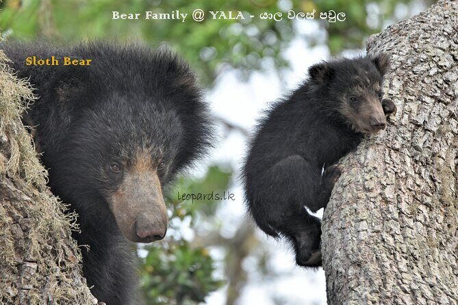 Private Half Day Safari Tour to Yala NP From Tangalle and Drop Back - Who Is This Tour Best For?