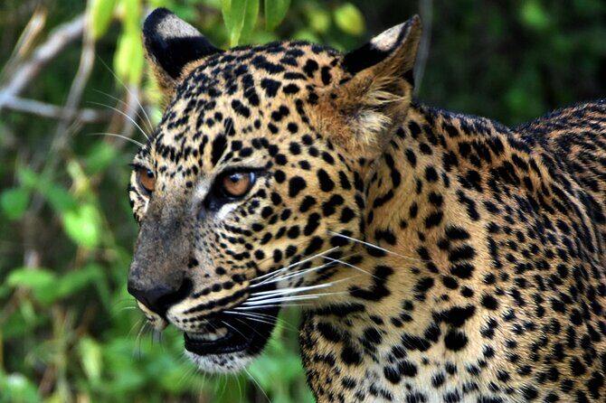Private Half Day Safari Tour to Yala NP From Tangalle and Drop Back - Final Thoughts