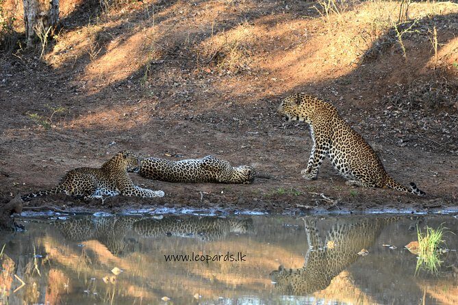 Private Half Day Safari Tour to Yala NP From Tangalle and Drop Back - FAQ