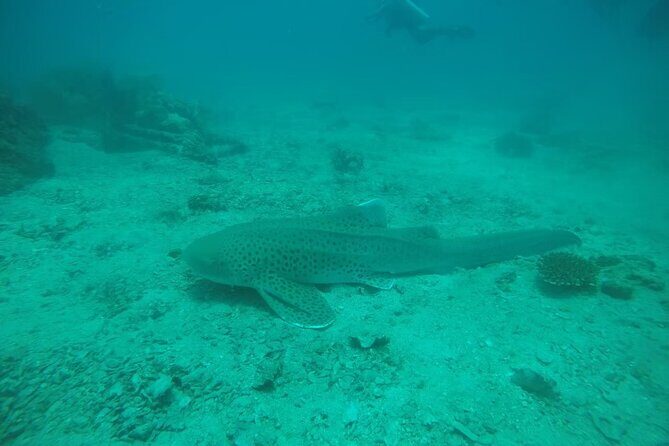 Private Half-Day Scuba Diving with expert (1Dive) - Key Points