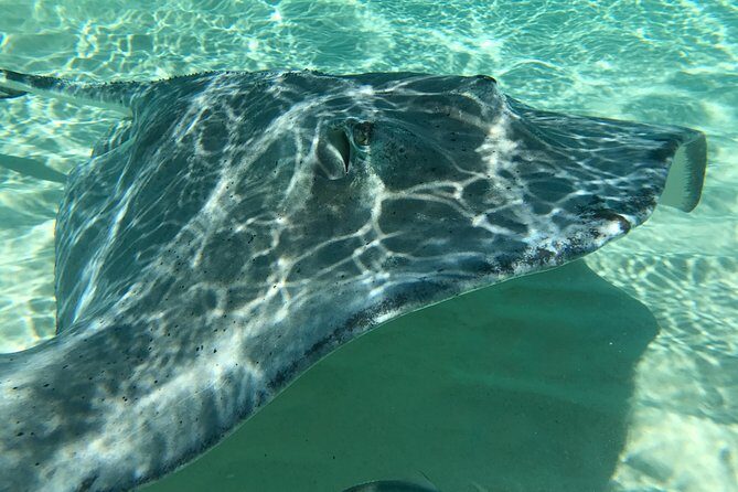 Private Half Day Stingray City, Snorkeling and Starfish Beach Tour - Who Would Love This Tour?