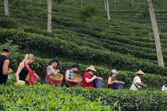 Private Half-Day Tea Village Discovery with lunch in Yogyakarta - Exploring Yogyakarta’s Tea Village: A Unique Half-Day Experience