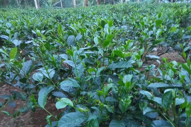 Private Half-Day Tea Village Discovery with lunch in Yogyakarta - Frequently Asked Questions