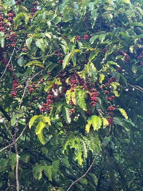 Private Half Day Tour in Punta Cana-Higüey with Local Guide - Who Should Consider This Tour?