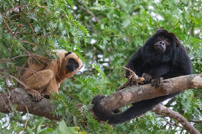 Private Half Day Tour Mombacho Cloud Forest from Granada - Key Points