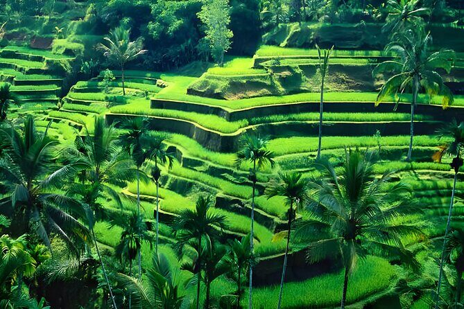 Private Half-Day Tour: The Best Ubud Half Day Trip Packages - Final Thoughts