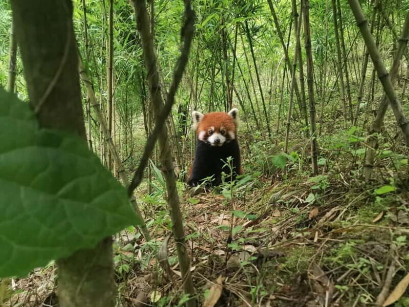 Private Half-Day Tour to Chengdu Panda Base - Key Points