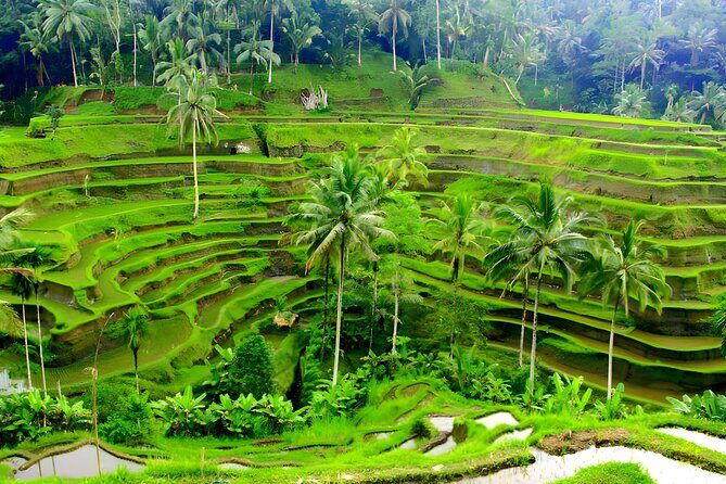 Private Half Day-Tour: Ubud Art Village Trip - FAQs