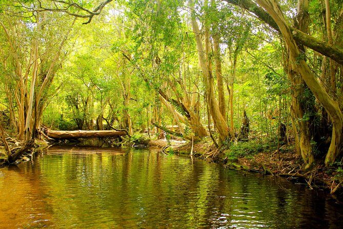 Private Half Day Tour: World Heritage Rainforest & Waterfall - Private Half Day Tour: World Heritage Rainforest & Waterfall — A Balanced Look