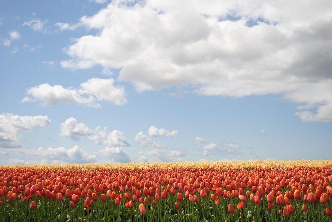 Private Half-Day Trip From Amsterdam to The Tulip Fields in Keukenhof - Frequently Asked Questions (FAQs)