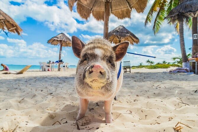 Private Half Day Trip to Pig Island and Koh Tan by Long Tail Boat - Who Should Book This Tour?