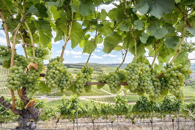 Private Half Day Txakoli Wine Tour & Getaria Fishing Village - An In-Depth Look at the Private Txakoli & Getaria Experience