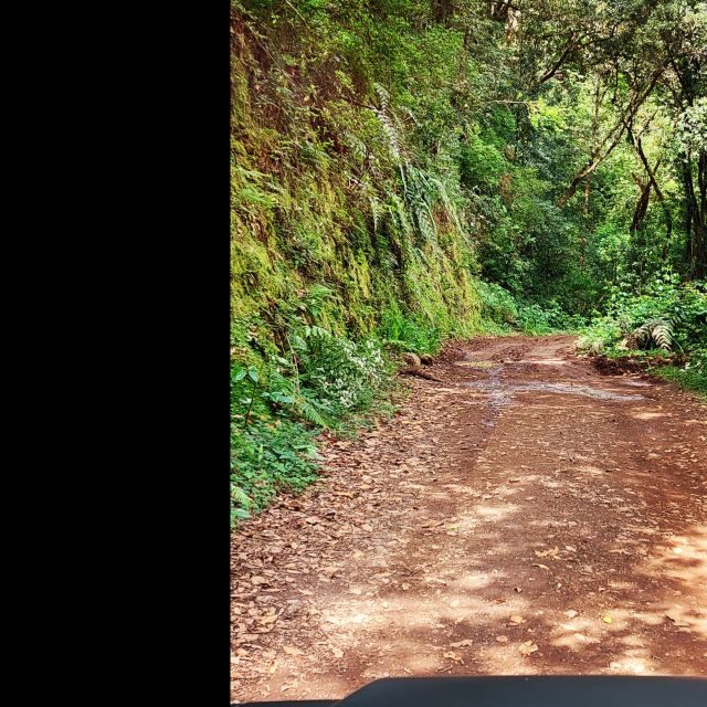 Private halfday & Eucalyptus forest Offroad - Madeira’s Hidden Beauty: Private Half-Day Eucalyptus Forest Offroad Tour