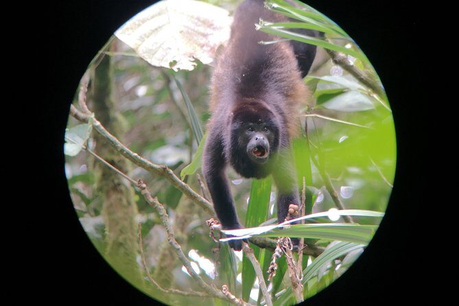 Private Hanging Bridges + Waterfall Tour + Costarrican Lunch - Key Points