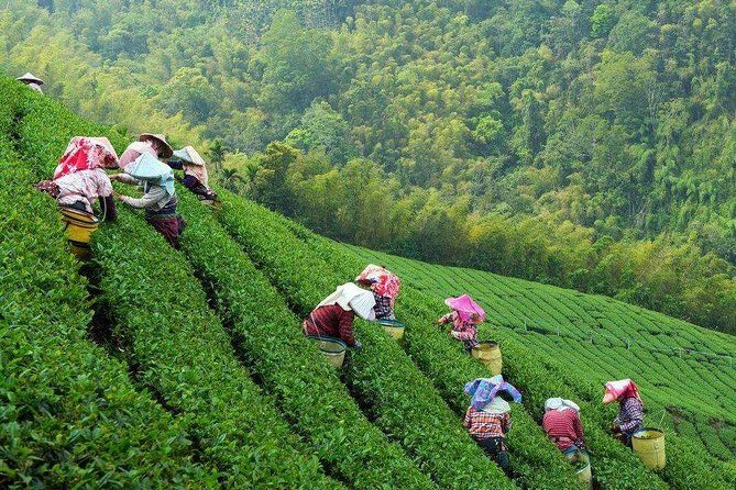 Private Hangzhou Tea Plantation and Garden Tour with Lunch - The Sum Up