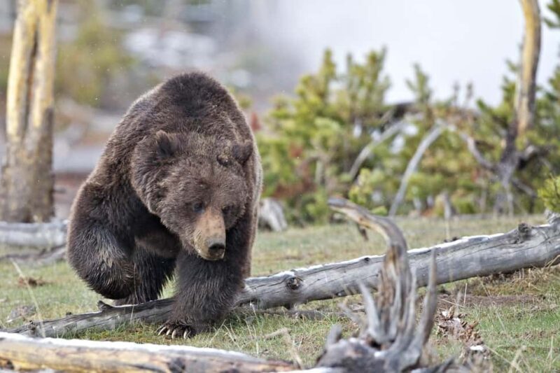 Private Highlight's Tour of Yellowstone National Park - A Deep Dive into the Yellowstone Experience