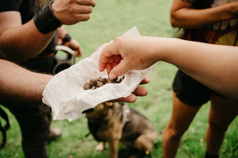 Private Hike: Brecon Beacons Henrhydd Falls Plus Foraging - In-Depth: Why This Tour Stands Out