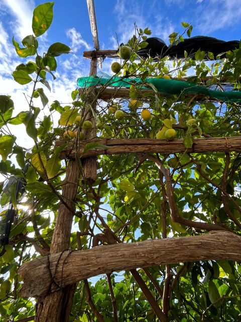 Private hike to the Path of the Lemons - Amalfi Coast - The Sum Up