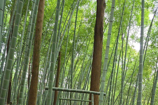 Private Hiking Activity near Tokyo - Key Points