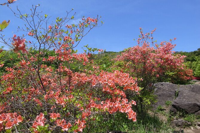 Private Hiking Activity near Tokyo - FAQ