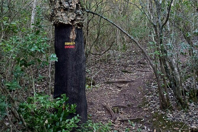 Private Hiking Adventure at Arrábida Mountain - Who Will Enjoy This Tour?