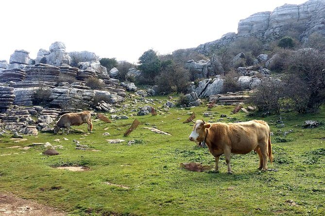 Private hiking in El Torcal from Marbella or Malaga - Discovering El Torcal: A Practical Guide