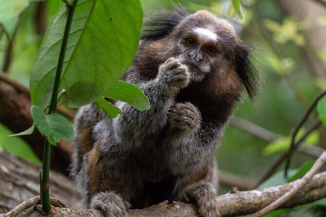 Private Hiking Tour to Lagoinha do Leste - The Sum Up: The Pros and Cons