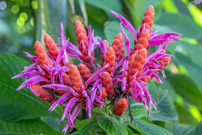 Private Hilo Shore Excursion - Botanical Gardens & Waterfalls - A Deep Dive into the Big Island Waterfalls and Gardens