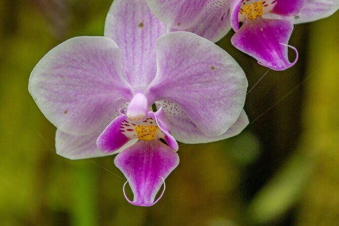 Private Hilo Shore Excursion - Botanical Gardens & Waterfalls - The Sum Up