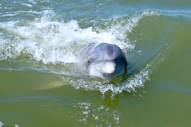 Private Hilton Head Dolphin Tour - Discover Hilton Head’s Marine Life: A Private Dolphin Tour