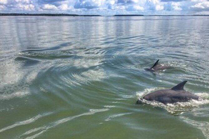 Private Hilton Head Dolphin Tour - Final Thoughts: Is This the Right Tour for You?