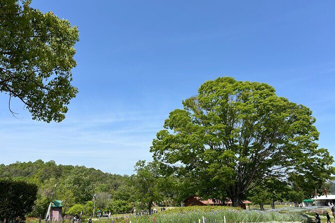 Private Himeji Drive with Fresh Oyster in Winter and Culture - From the City to Countryside: Cultural and Hands-On Experiences