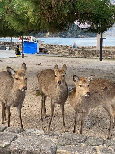 Private Hiroshima and Miyajima Tour with Licensed Guide - Final Thoughts: Who Will Love This Tour?