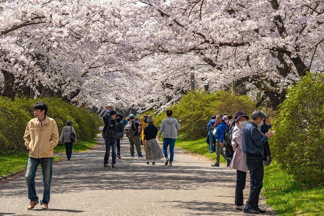 Private Hiroshima Cherry Blossom and Sakura Experience - Key Points