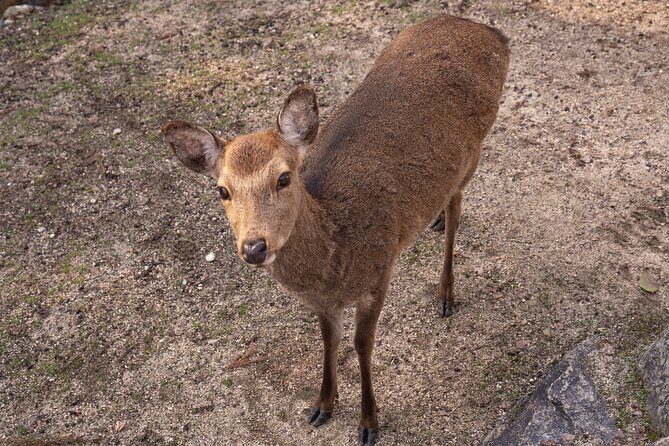 Private Hiroshima Tour - The Sum Up: Is This Tour Worth It?