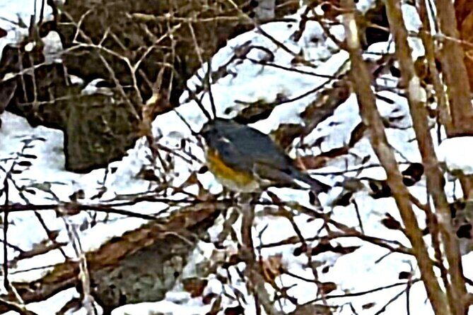 Private Historic Road Hike in the Healing Forest of Arima - A Detailed Look at Your Arima Onsen Hiking Experience