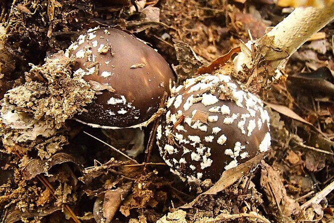 Private Historic Road Hike in the Healing Forest of Arima - FAQ