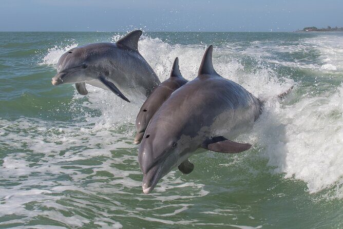 Private Historical Wildlife and Dolphin Cruise South Padre Island - Private Historical Wildlife and Dolphin Cruise South Padre Island: An Authentic Coastal Adventure