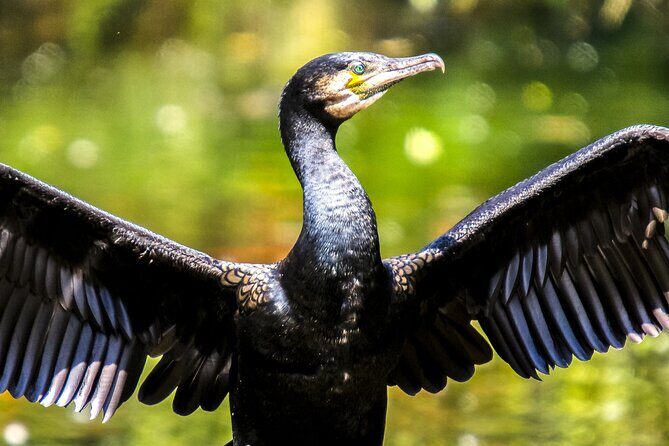 Private Historical Wildlife and Dolphin Cruise South Padre Island - Key Points