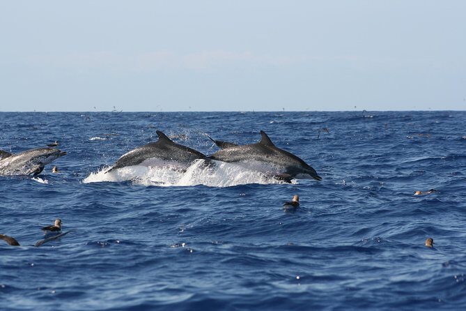 Private Historical Wildlife and Dolphin Cruise South Padre Island - Final Thoughts: Is This Tour Worth It?