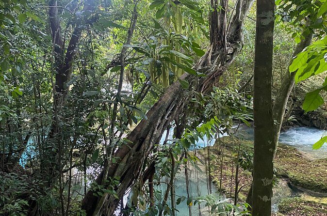 Private Horse Back Riding and Blue hole from Montegobay - Why This Tour Offers Great Value