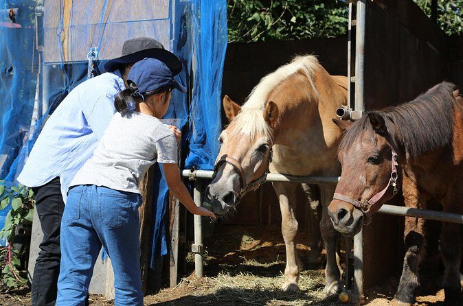 Private Horse Interaction Experience near Mt. Fuji - Final Thoughts: The Value Proposition