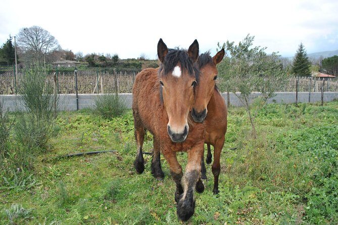 Private Horseback Riding Tour in Sicilian Countryside + Tradional lunch - The Sum Up