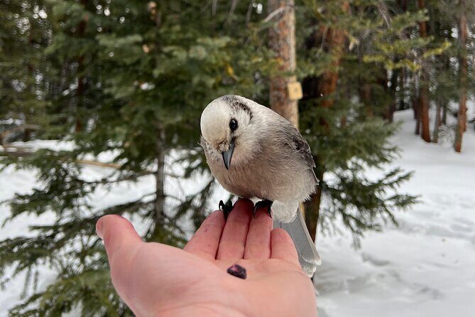 Private Hot Chocolate Hike in the Rockies - Key Points