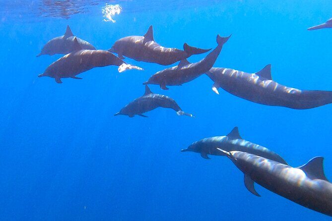 Private Huatulco Ocean, Bays & Coral Reef Snorkeling Adventures - A Detailed Look at the Huatulco Snorkeling Adventure