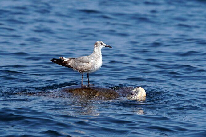 Private Huatulco Ocean, Bays & Coral Reef Snorkeling Adventures - Final Thoughts